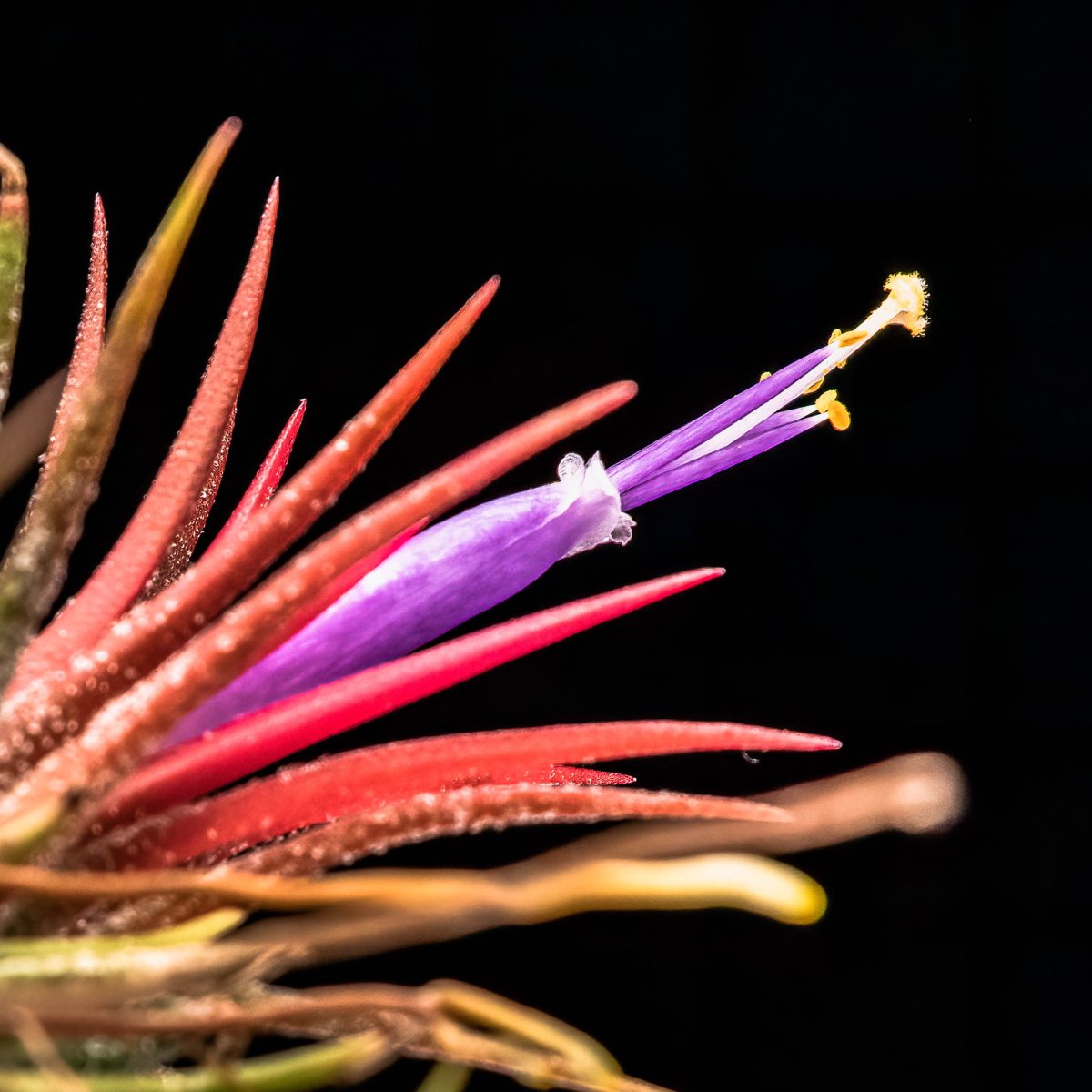 IMG_0010-Edit9