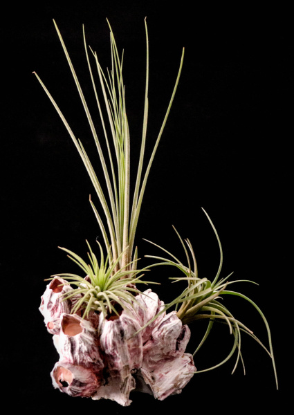 barnacle 3 Air Plant Arrangement