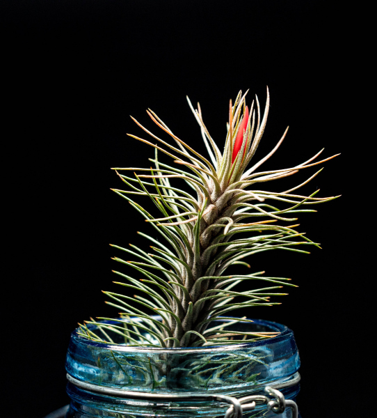 Bottle brush plant (tillandsia funckiana  recuvifolia variant) i