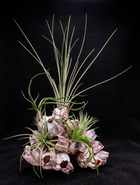 Barnacle 5 Air Plant Arrangement