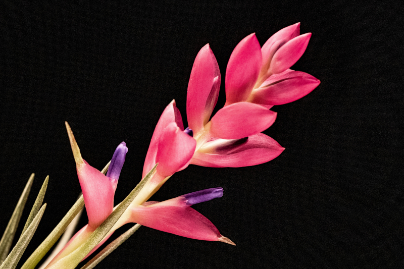 Stricta bloom