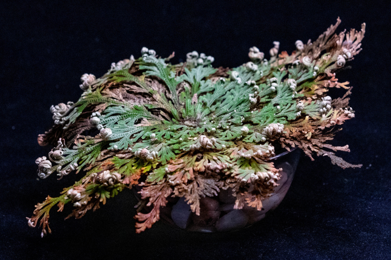 Open Resurrection Plant