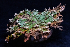 Open Resurrection Plant